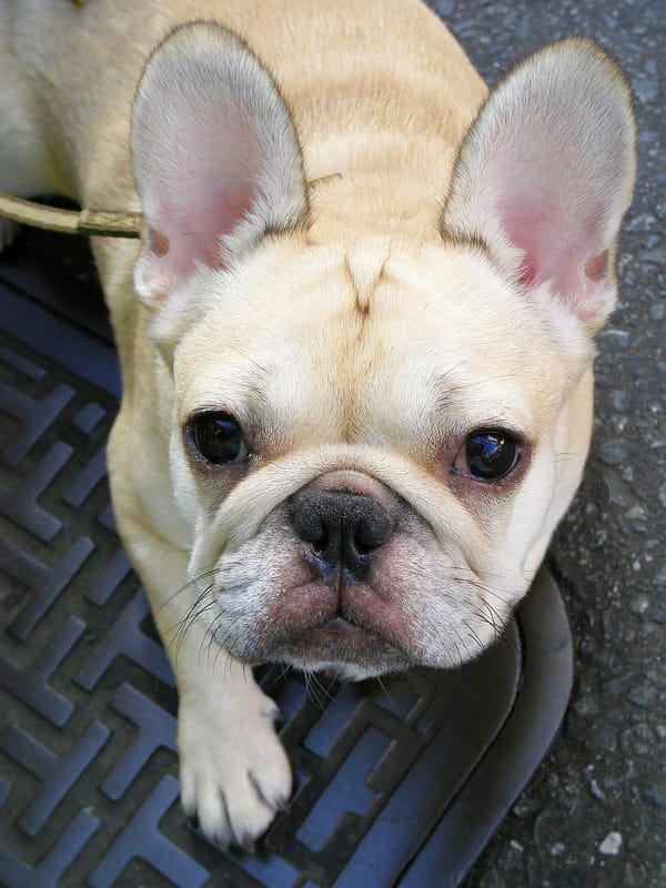 A very cute cream-colored French bulldog looks directly at the camera. 